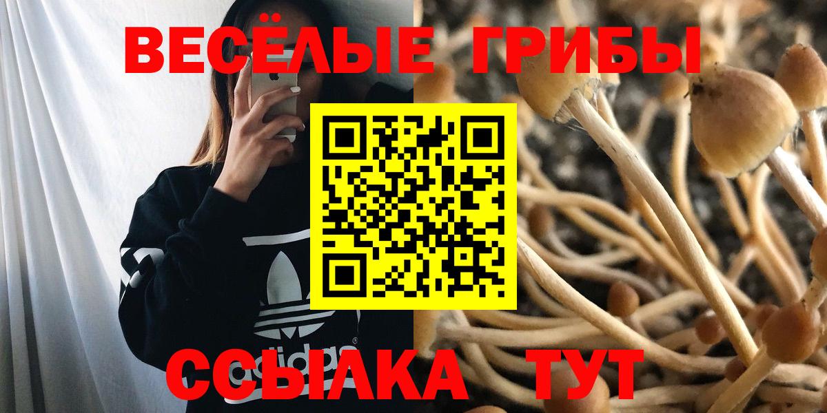 Галлюциногенные грибы Psilocybe Псков